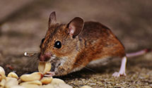 24-hour-pest-control Experts in Waterford